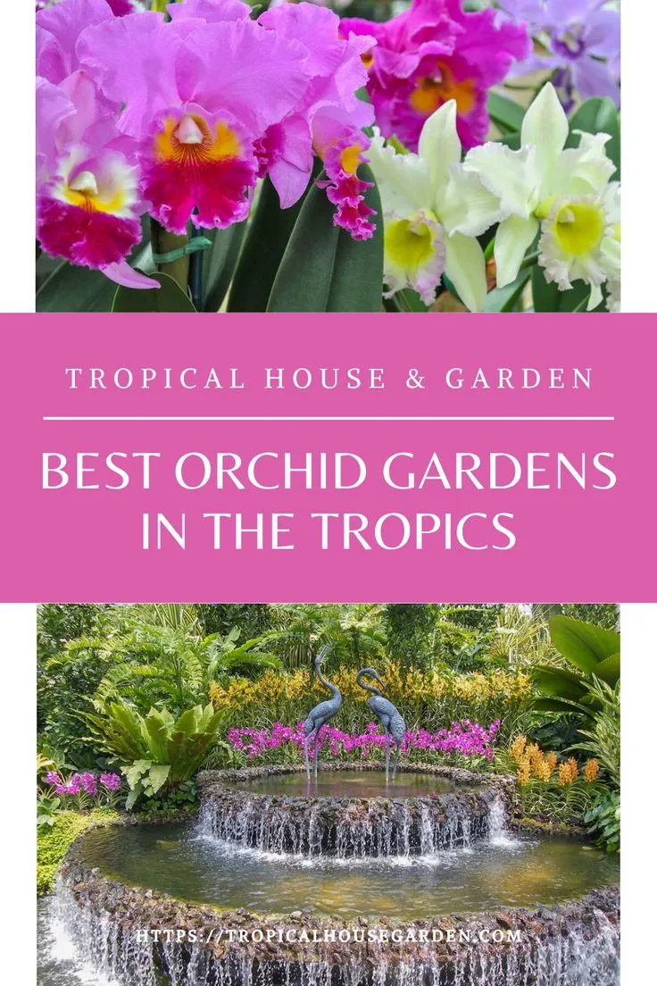 From Havana to Barbados: Crafting the Ultimate Caribbean Orchid Safari for the Discerning Traveler