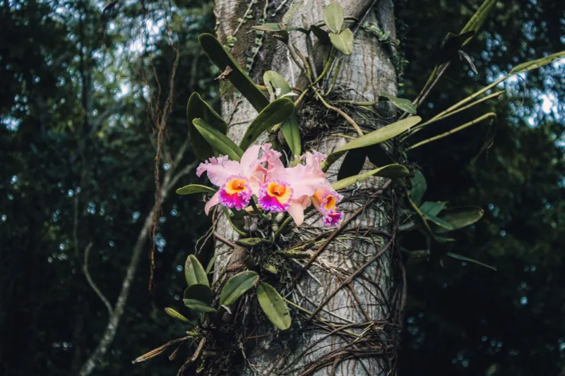 Between Admiration and Acquisition: The Ethical Crossroads Facing Today's Orchid-Obsessed Traveler