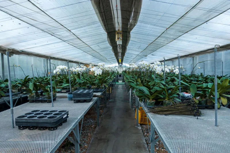 The New Botanists: Inside the Island Apprenticeships Shaping a Generation of Orchid Interpreters