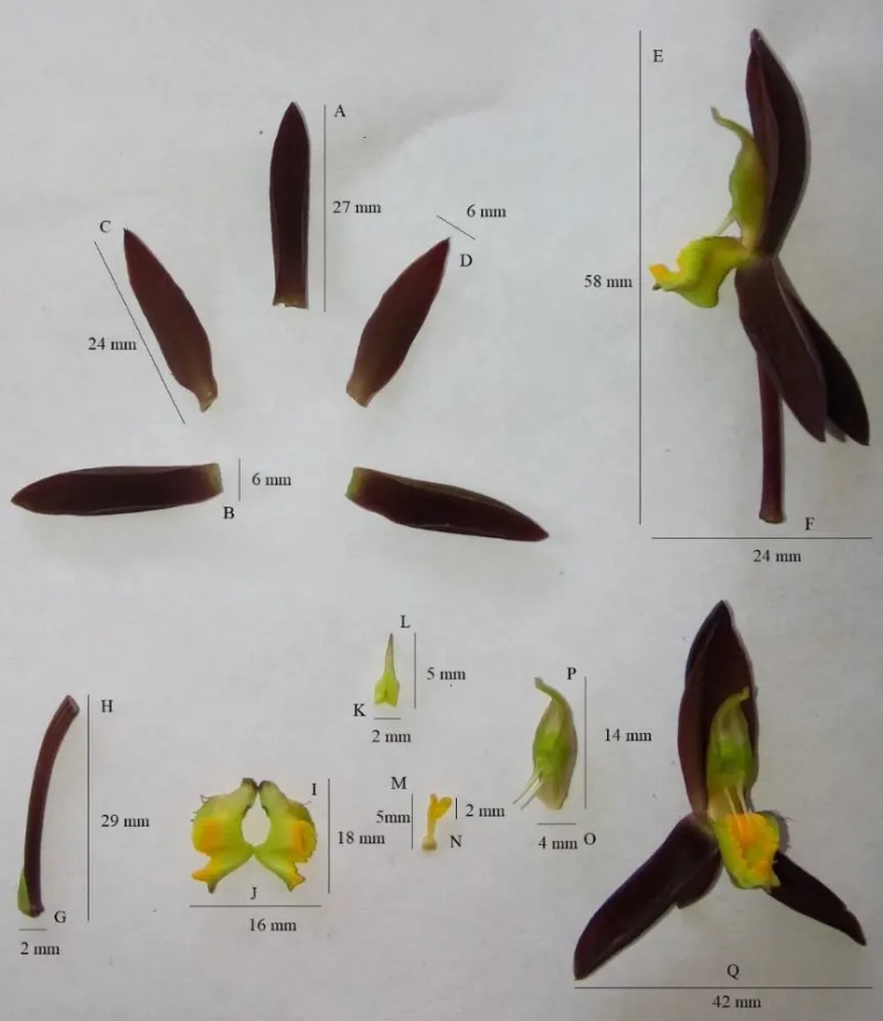 The Bloom Calendar: A Season-by-Season Guide to Witnessing the World's Most Spectacular Island Orchid Displays