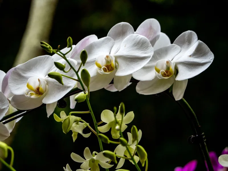 A Sense of Place in Every Petal: The Island Conditions That Make Orchids Truly Irreplaceable