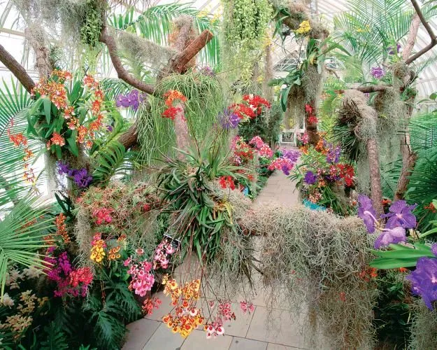 Bring the Tropics Home: Designing a Luxury Orchid Garden Inspired by Your Favorite Island Escapes