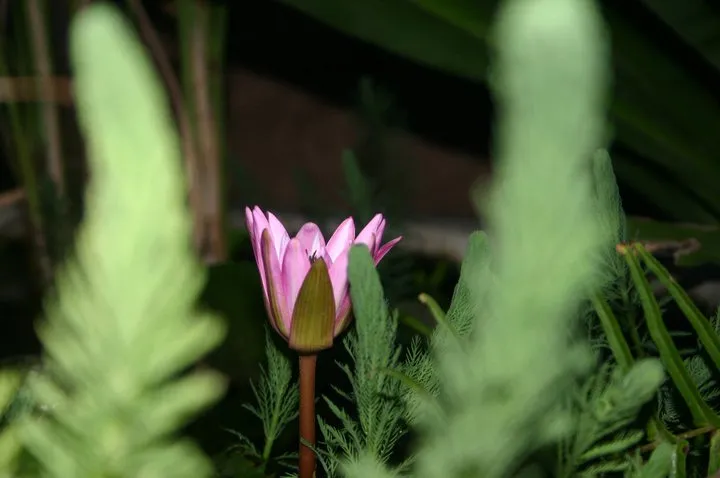 After Dark in the Canopy: Why Moonlit Orchid Walks Are Luxury Travel's Best-Kept Secret