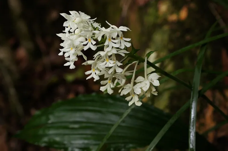 Petals and Pathways: A Luxury Journey Through Southeast Asia's Hidden Orchid Sanctuaries