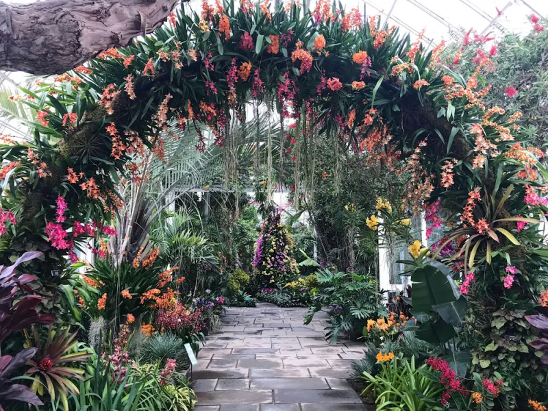 Petals and Power: The Quiet Geopolitics of Island Orchids on the World Stage