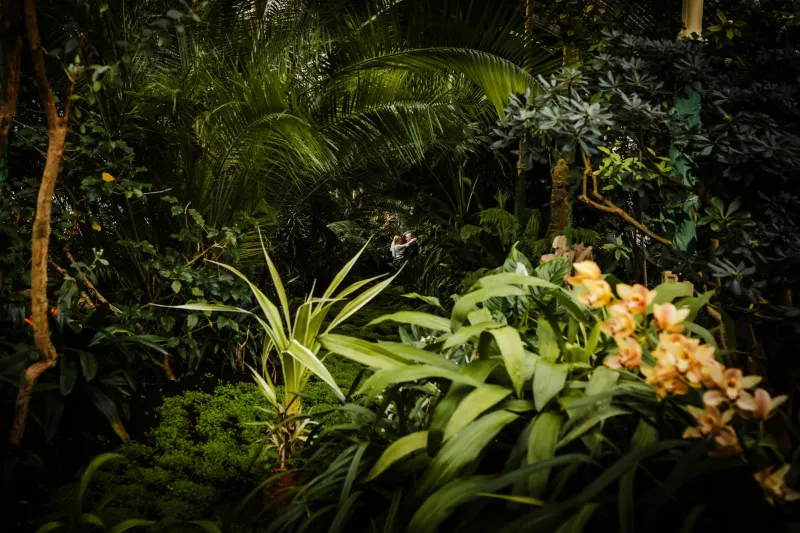 Sacred Ground, Sacred Bloom: How Rare Orchid Journeys Are Becoming Pilgrimages of the Soul