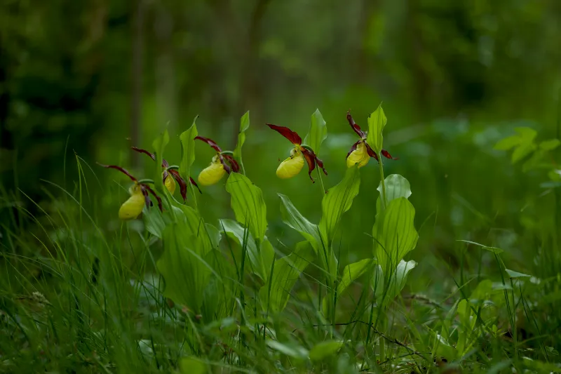 The Vanishing Garden: What Luxury Travelers Must Know Before Chasing the World's Rarest Island Orchids