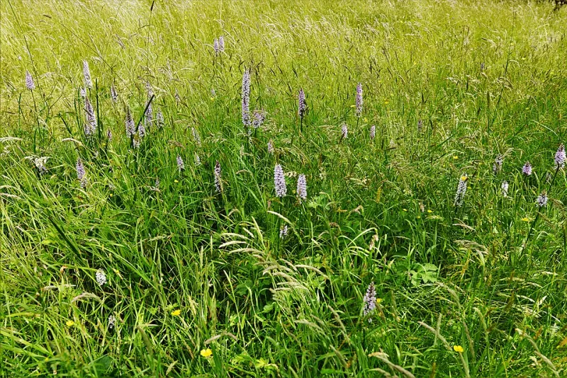Rooted in Place: The Extraordinary Science Behind Why Island Orchids Cannot Be Replicated — And Why You Must See Them Yourself